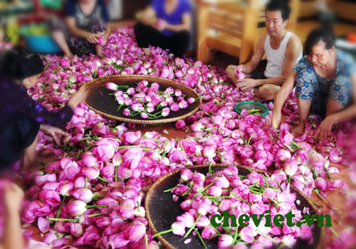 các công đoạn ướp trà sen Hồ Tây rất cầu kỳ và có nhiều bí quyết riêng.
