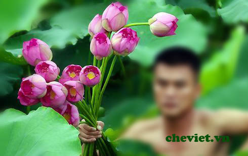 Sen ướp trà được hái từ Hồ Tây vào sáng sớm.