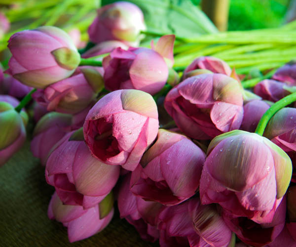 Nguyên liệu làm trà ướp sen tươi