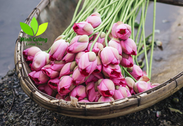 Trà sen Minh Cường tuyển chọn những bông hoa sen bách diệp Hồ Tây thơm nhất để ướp trà ướp búp sen đặc biệt